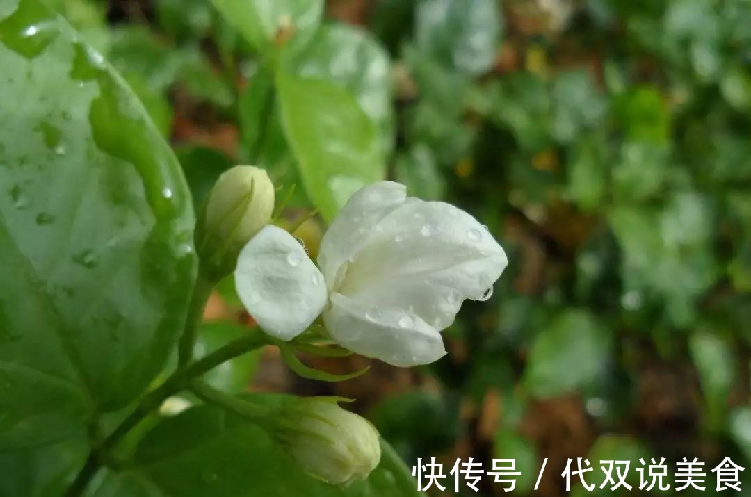 寒性|自己“晒干”的蒲公英，能当茶泡水喝吗有什么“禁忌”吗