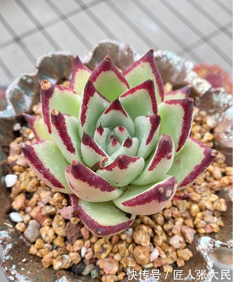 钱串子|19种多肉，花市买来像白捡，离流行趋势更近了