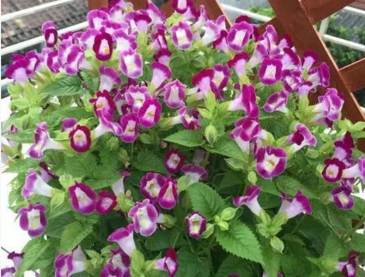 几种花卉花养在家里,妖艳妖娆,层层交叠,烂漫迷人眼