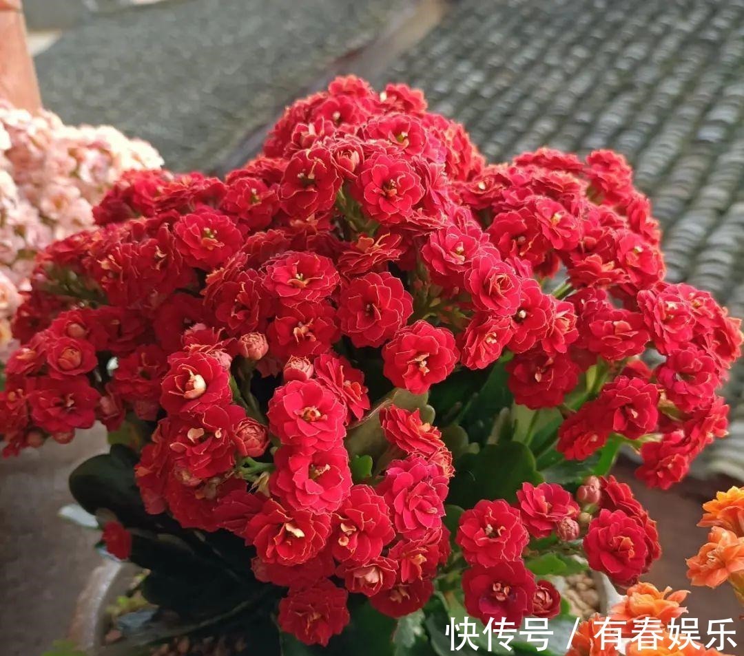 玛格丽特|现在养花要重剪,剃光头,撸光叶,越狠越爆盆