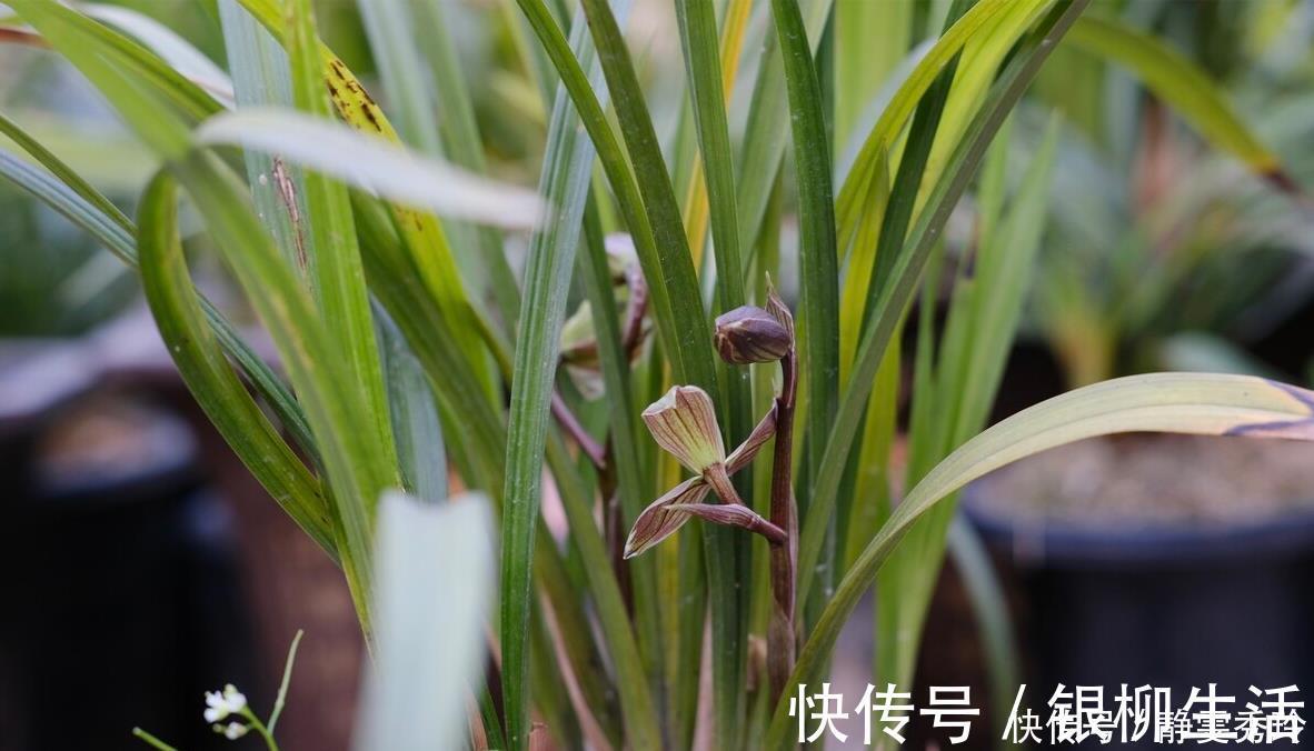 黄金时间段|兰花翻盆：两花不翻、两水不浇、两肥不施，你做对了吗