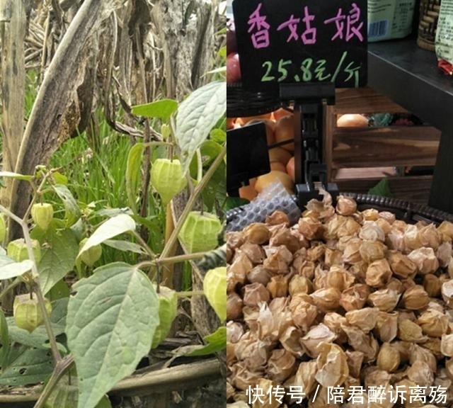 村里无人问津路边我野果,最后一个城里卖到25一斤