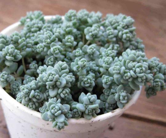 养多肉,就养3种“美人”,叶肥、颜色亮,一年到头“肉嘟嘟”