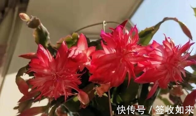 发黄|20种花卉的20个常见问题，养花人必看