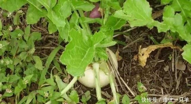 这种野菜长得像萝卜 在古代作为军粮 名字也很有趣吃 诸葛菜 全网搜