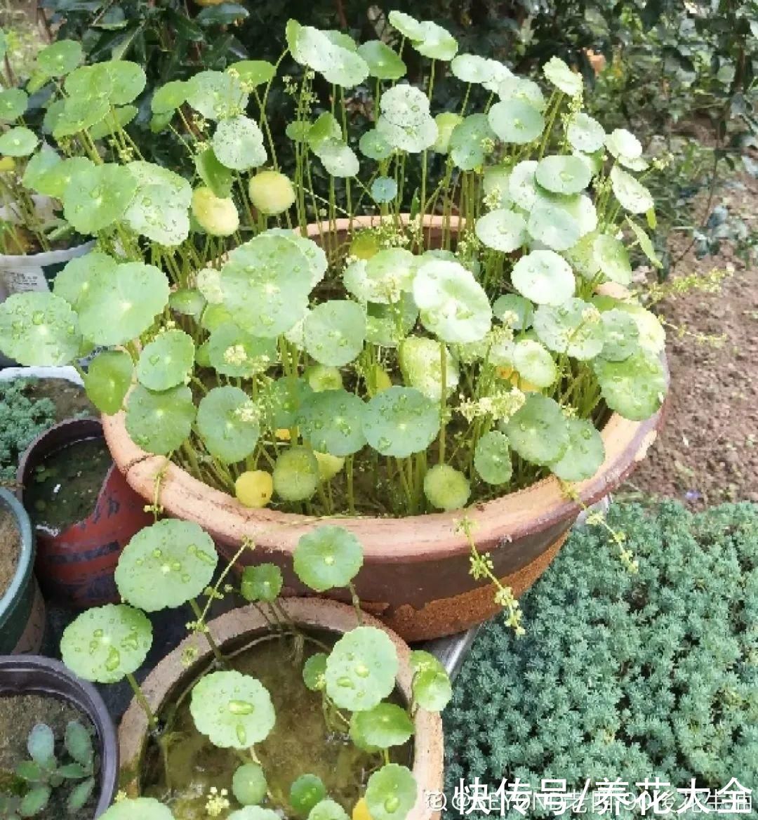 花苞|3种花，开花就会死，长花苞就赶紧剪掉