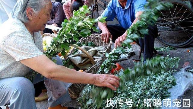 睡眠质量|坚持用艾叶洗头,三天一次,一个月后,身体会对你“感激涕零”