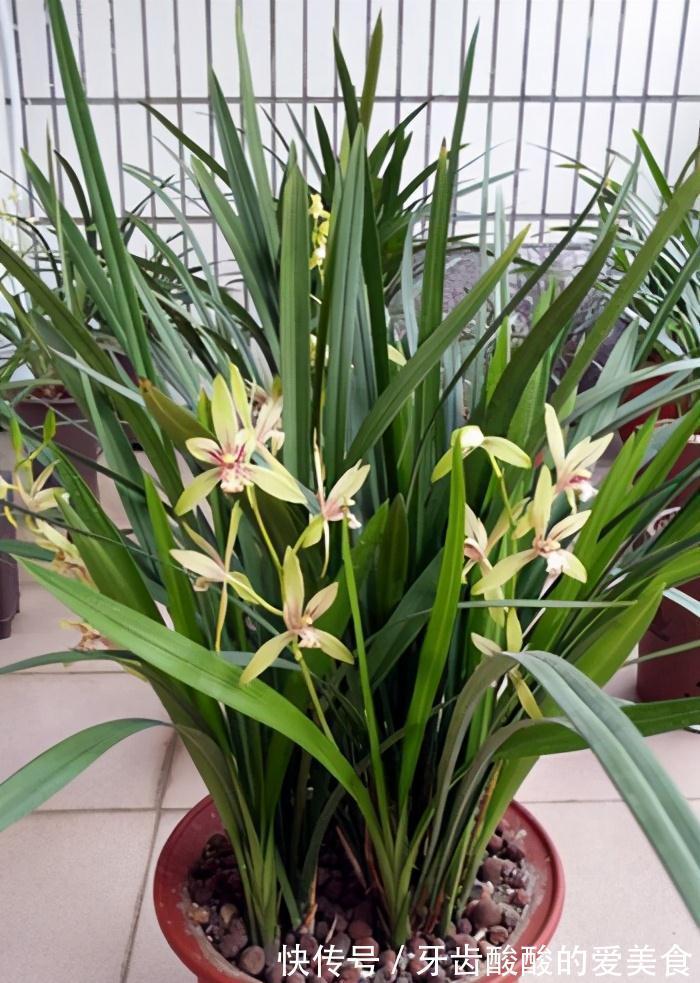 养花就养心,5种“长寿命”花,最适合老人养,健康又长寿