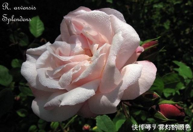 20款古老月季。数百年唯美传承,个个经典又抗病。远胜现代月季