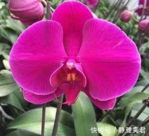 阳台养殖兰花类花卉要特别注意四个最为关键的问题