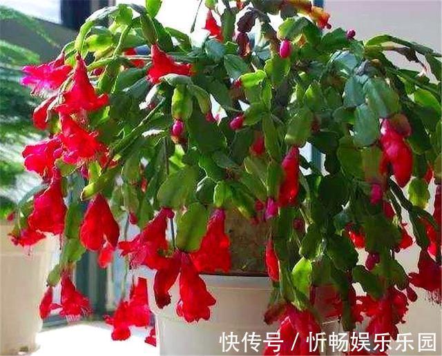 蟹爪兰花后养护很重要，仅仅修剪还不够，做好这4点，开花大又多