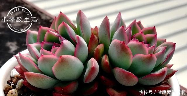 阳台党做到5点,即使在冬天,多肉依旧肥美,不输于春秋2季!