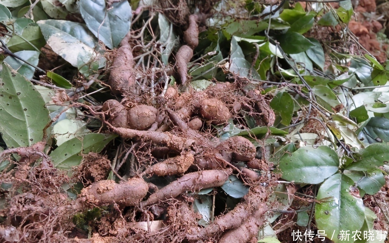 种植|谁在山里除草,请认识它,别拔了就丢掉,有价值
