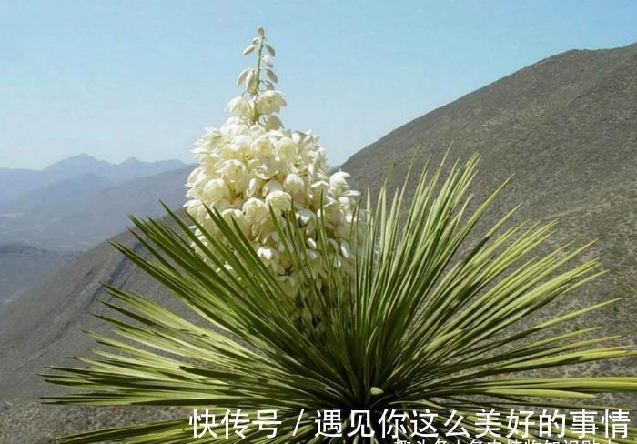 10种最耐寒的多肉植物，零下了都不会死，新手就养它们吧