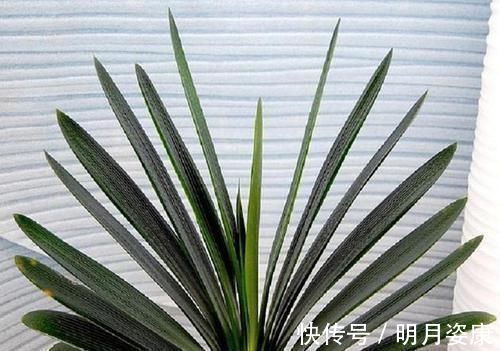 施肥|这一套养护君子兰的计划,我根本不外传,只教给你们