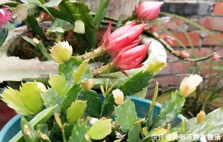 蟹爪兰叶子|蟹爪兰叶子“打焉”,用这个“小方法”,叶片肥厚,长势更旺