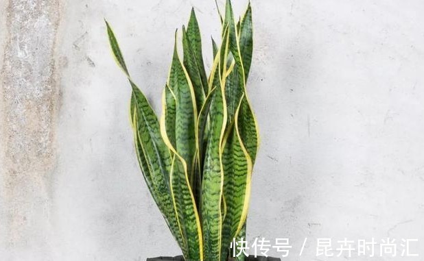 施肥|喜欢养花,先戒掉7个坏习惯,不然啥花也养不好,你占了几个?