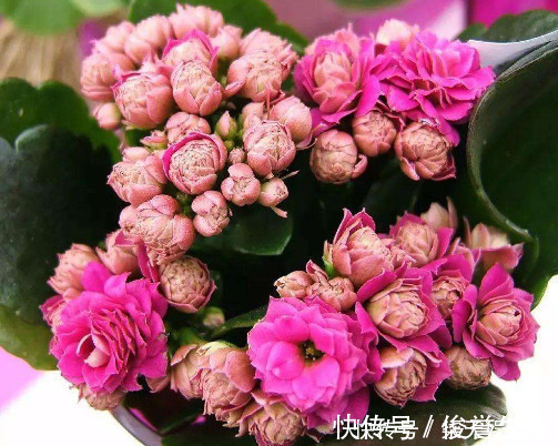 妙招|长寿花漂亮又艳丽,教你3个盆栽长寿花的小妙招,长的越来越旺盛