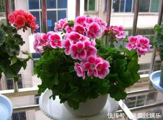 养这8种植物根本不用买,随便摘下一片叶子,插在土里就能活