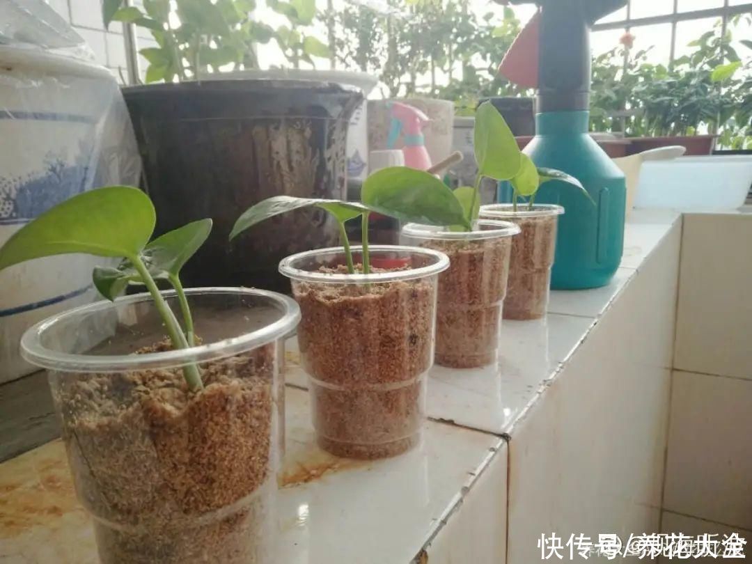 生根|6种花夏天扦插，枝条剁8段、撒土里，3岁小孩都能插活