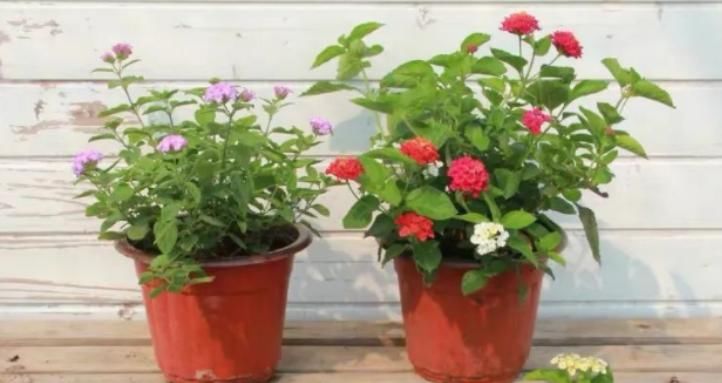 新人盆栽五色梅，轻松树立养花自信，管理还不容易出问题