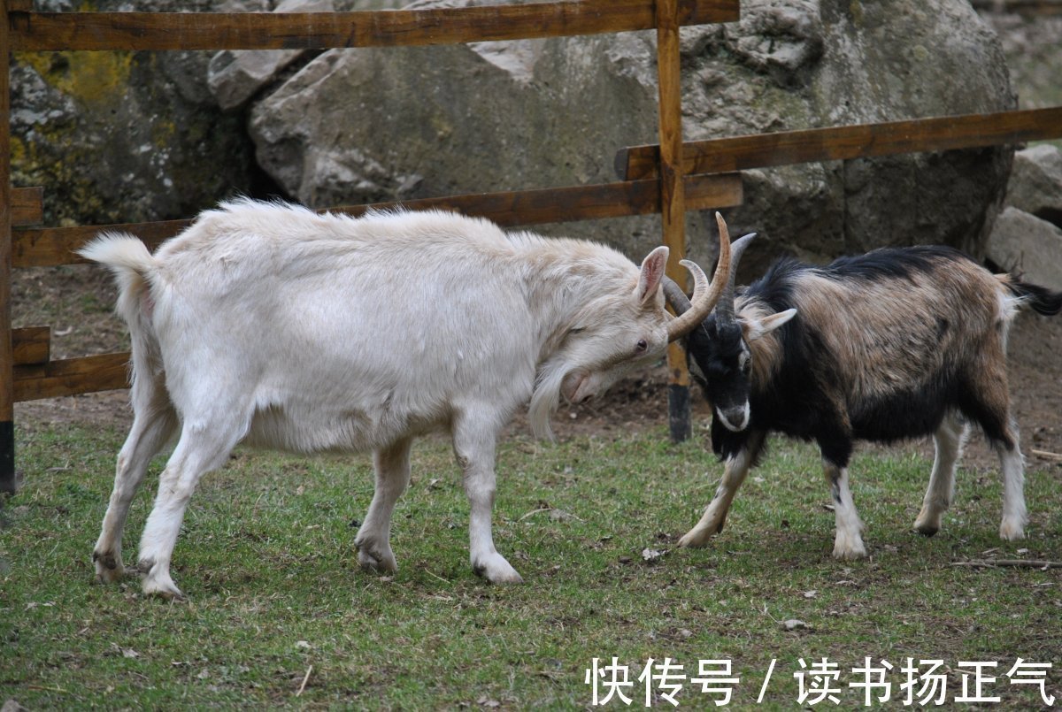 二愣子！史记里有句话“贪如狼，狠如羊”，“狠如羊”怎么说，羊这么狠？