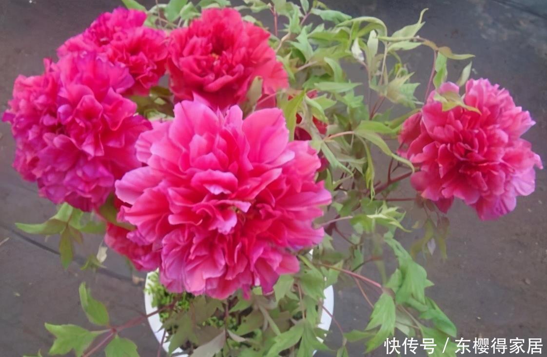 阳台养花,到了春天选什么盆栽好?牡丹、金银花、长寿花