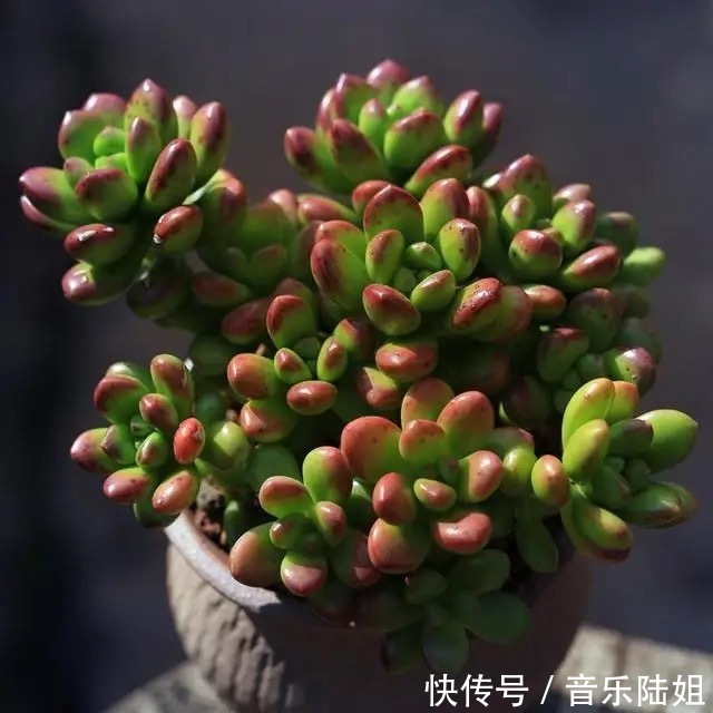 自带香气的松绿多肉,叶片肥美又好养,你喜欢吗