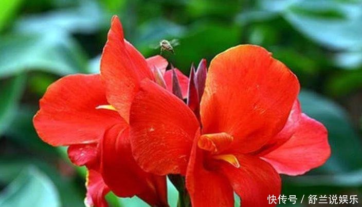 养花|养花就养这几款,全年开花不停,养成一片花海新手也能养活