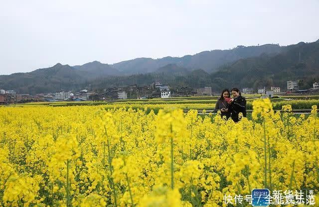 老年|贵州剑河：油菜花开醉游人