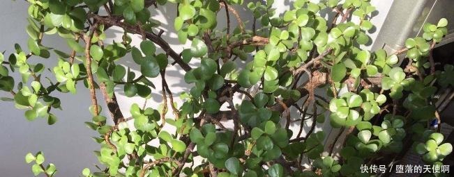 养花|5年前养了一盆“野草”,邻居们很羡慕,说是“金枝玉叶”!