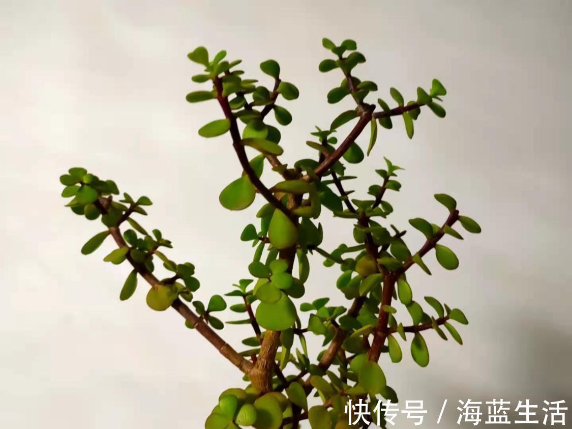 花盆|盆栽金枝玉叶,学会5个养护小技巧,枝叶茂盛,2年长成小“老桩”