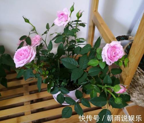 长寿花|什么果皮水、淘米水都不如“1勺它”,养花没异味,养分充足!