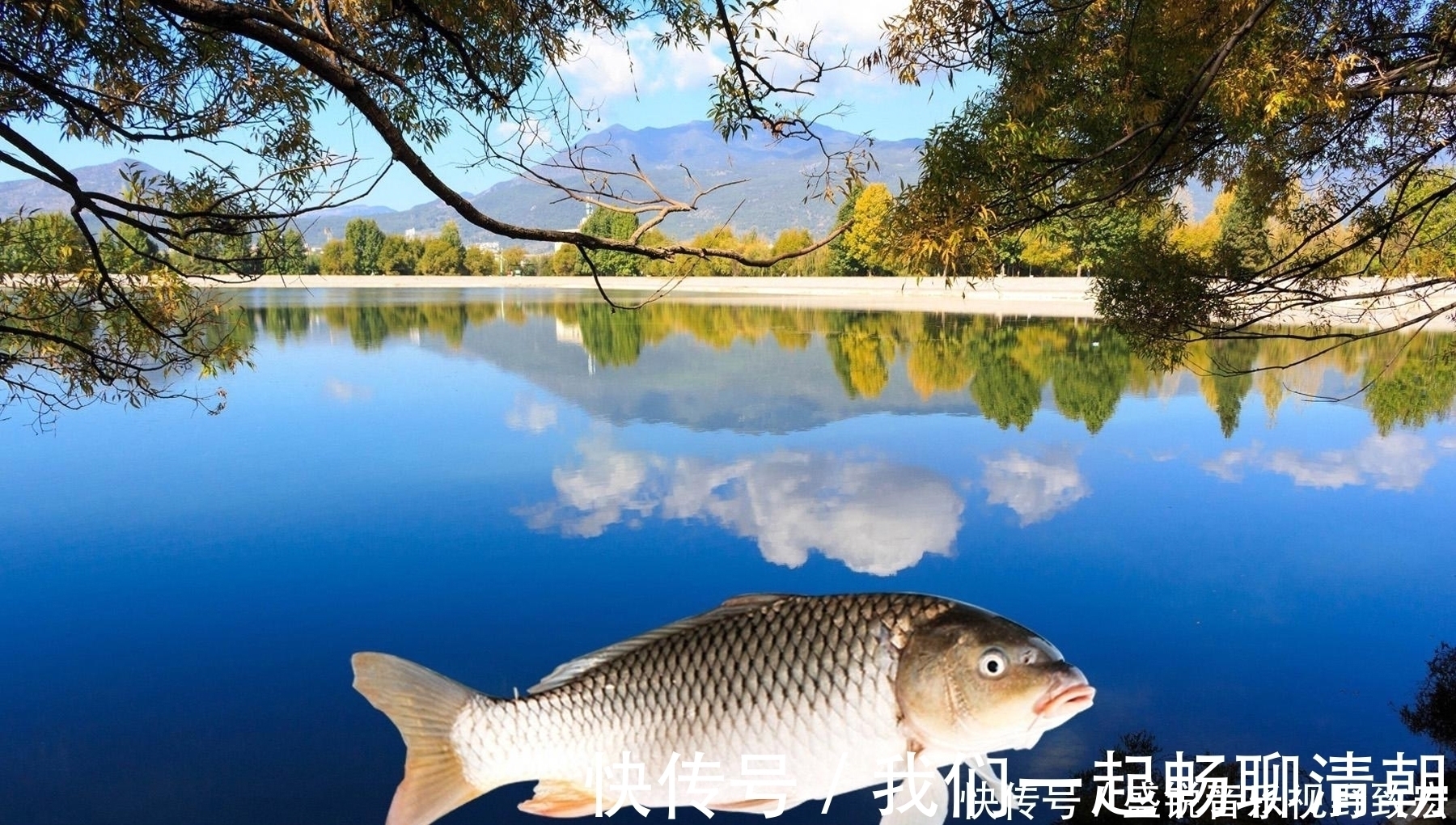 金顶|什么物质的气味是鲤鱼非常喜欢的?钓鲤鱼轻松爆护的四种物质