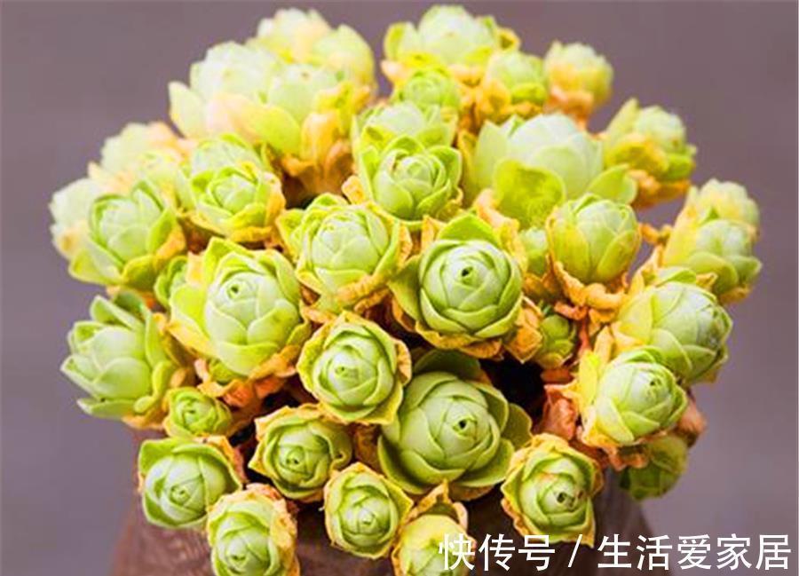 浇水|夏天最美多肉山地玫瑰,3个方法让它收拢包裹,精巧别致美丽动人