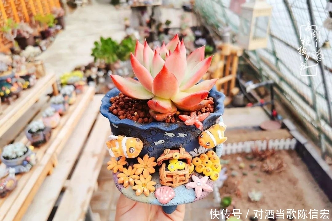 多肉桃花源:别人笑我太疯癫,我笑他人看不穿!