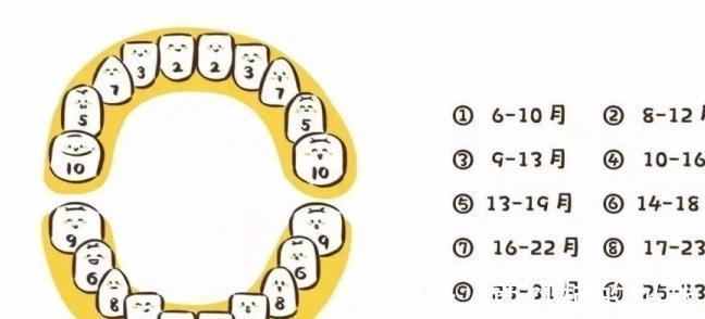 牙龈红肿|宝宝这些异常表现,是小牙要萌出的预兆,出牙规律都在这了