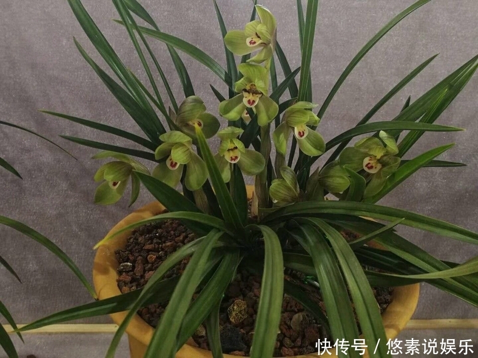 君子兰、兰花拿2种“石头”养,不烂根不黄叶,根壮叶绿、开花多