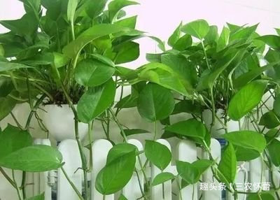 养花就健康错了!2种花别放在室内,挥发潜伏的毒素