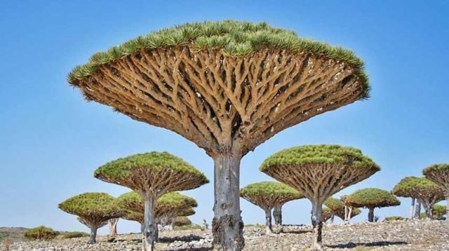 探寻出来|这些植物美不胜收但又十分稀有,你认识这些植物吗