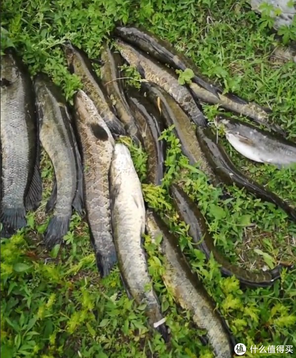 博主|山东一水库黑鱼“成灾”，老板请人帮忙钓鱼，有人2小时连钓17条