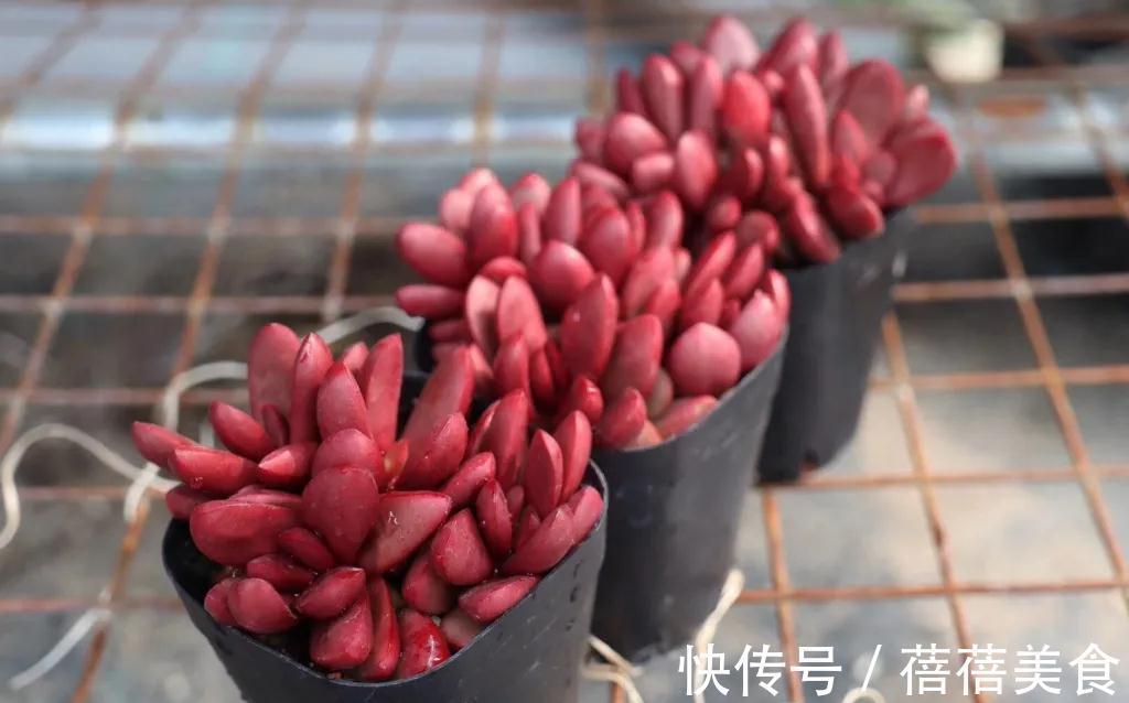 温差越大多肉状态越好,关于这点,你需要了解其中的B面