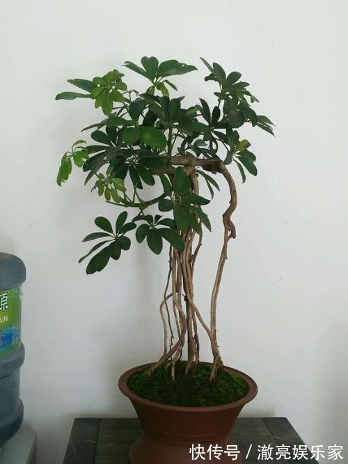 修剪|家养“招财树”,一根孤零零一刀修剪,枝繁叶茂,财源广进