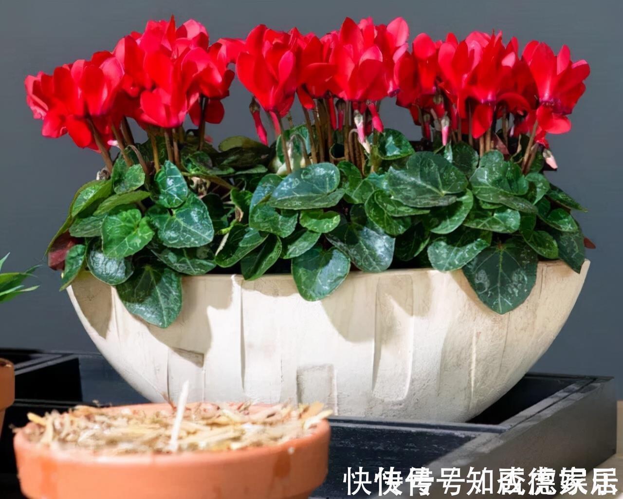 10大“吉祥花”适合养客厅，格调高，株型美，旺财又护家