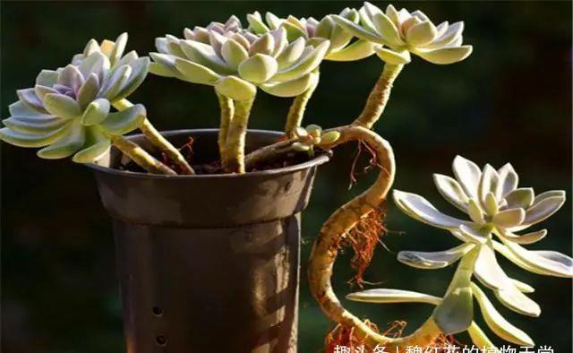 多肉冬美人养护3妙招,轻松养成极品老桩,蓝绿粉紫,美赛桃蛋