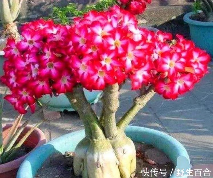 这几款植物养在家里,人见人爱,浇水点就疯长,要多美有多美