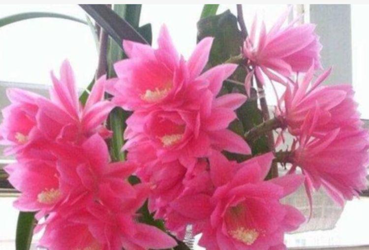 4种漂亮花，好打理易爆盆，阳台变花海，越养越喜欢