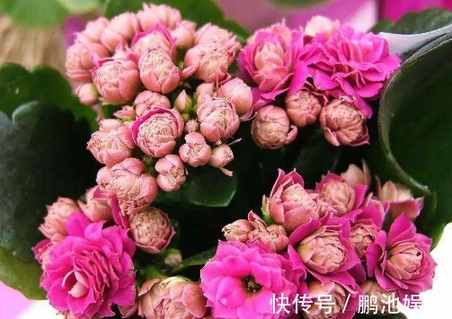 花盆|长寿花漂亮又艳丽，教你3个盆栽长寿花的小妙招，长的越来越旺盛