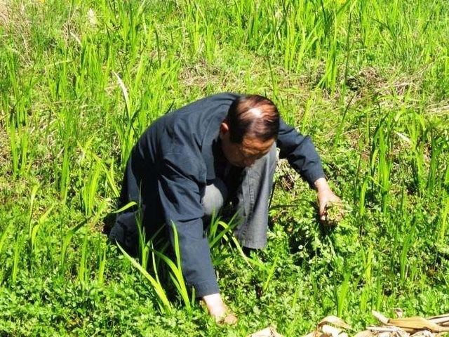 风火牙痛|这种野菜被称为“夫妻菜”,它能降血压还能治疗贫血,你吃过吗