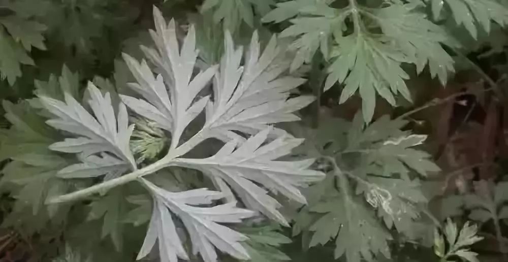 痊愈|华佗都治不好的病,患者自己吃一物痊愈了,华佗好东西!